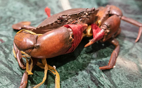 成都火锅品牌加盟怎么样?开店有哪些经营技巧?